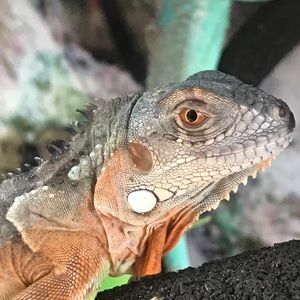 Meet your Posher, Gabriel